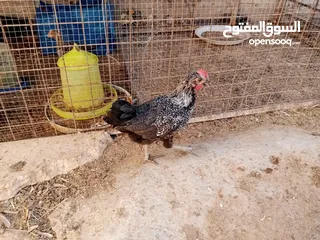  11 أرانب بلدي و فرنسي للبيع  ديوك بلدي للبيع
