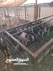  11 للبيع طليان ورخال حرية وتيوس وجفار عواض للمناسبات