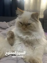  2 قط همالايا للبيع السعر 80 دينار