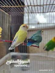  9 بسم الله تبارك الرحمن فحل فيشر مع جوز روز الأنثى الصفراء اليفه ركززز معي صحه نظاااافه صلاه النبي
