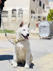  2 كلب هاسكي للبيع 60