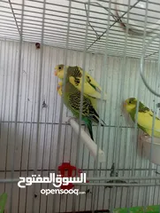  2 طيور كنار وحب للبيع
