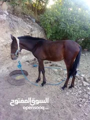  5 حصان للبيع
