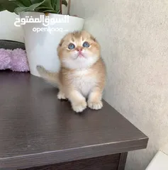  4 للبيع سكوتش فولد وستريت قولد شورت هير