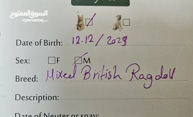  2 قط مكس راغدول مع سكوتش