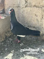  7 مسود اسود للبيع