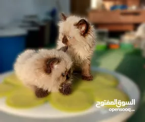  6 كتن  هملايا شوكلت بيور عمر شهرين ذكر وانثى