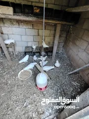  3 حمام مصري للبيع