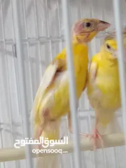  4 أربع حبات بناديك جنوبي عمر ثلاث شهور للتواصل زرقاء جبل طارق