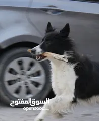  5 لاول مرة في الوطن العربي اذكى كلب في العالم