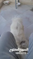  5 كلب ذكر  للبيع لعدم التفرغ