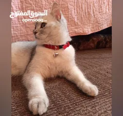  2 سكوتش ستريت انثى معقمه