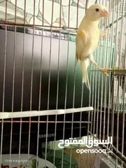  16 جوز كنار بناديق  شغال مع فرخهن