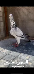  1 متاح شوية حمام