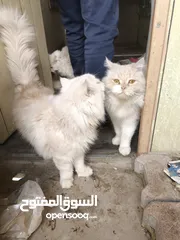  3 4 Persian cats