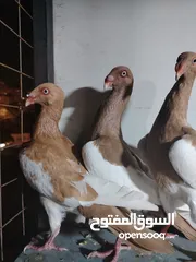  7 جواز يهودي نخب شغالات جاهزات للبيض مع فراخهن كوم كاما ماخذ جميع المطاعيم ومعقمات من الحشرات