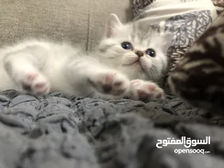  7 Cute small kitten from British Scottish mother and Persian father