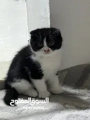  11 قطط صغيره للبيع