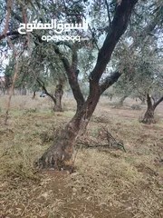  16 شجر زيتون عمر فوق 60 سنه للبيع ناعور