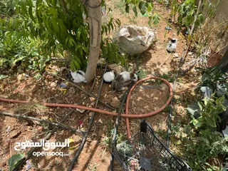  8 10أرانب صغيرة مخلط الاعمار