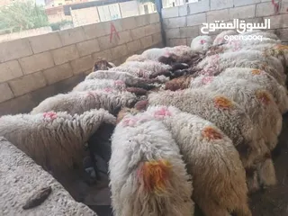  4 نبدأ بصلاة عل رسول الله - عرووووض  -عرووووض عروووض-  بمناسبة عيد الاضحى المبارك