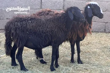  2 جعد عمانيات 2 + كبشان عمانيات 2 +جدي وسخله من حلال بني سعيد أحجام طيبه سمان شي للتربيه وشي للذبح