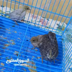  3 افراخ سمنان ملكي