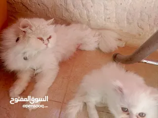  1 قطة انثي وابنها للبيع