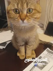  2 قط للتبني لطيف للتزاوج