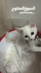  1 White female cat (3 months old)