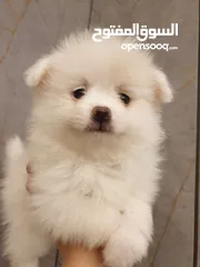  8 جراء بوميريان عمر شهرين