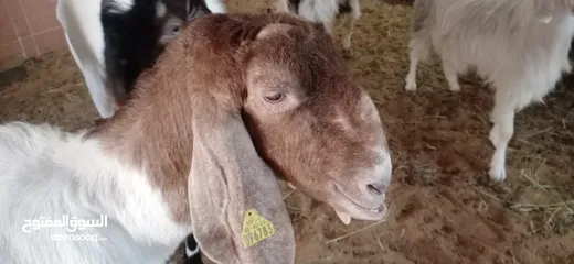  1 Pakisthani goat