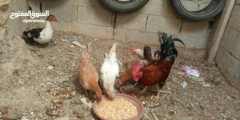  3 جاج نخب نخب