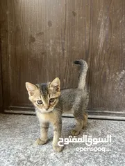  6 قطتين للتبني (منغا وفيفي) شهرين ومدربين على اللتر بوكس