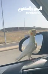  1 ذكر كوكتيل