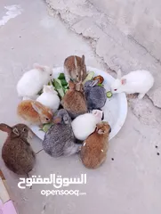  5 ارانب عمر شهر ونص تربيه منزل تب نظافه وبصحه جيده جدا.                                              .