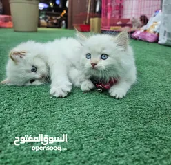  8 همالايا اقرا الوصف