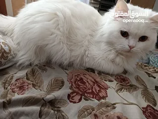  4 ذكر معقم عمره سنه و شهرين معاه جميع اغراضه