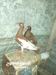  12 جواز مشكله