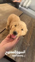  7 puppy Golden Retriever جرو جولدن رتريفر