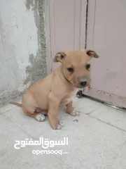  12 جراء  بيتبول امريكان  انثى  عظم عريض وشراسة في الدم عمر ثلاث اشهر حرق  حرق  اخر حبة