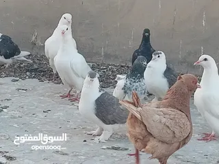  6 حمام فرنسي للبيع الفرنسي و اللاهور  بايع كوم كامل للاستفسار عنهم