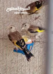  1 مطلوب فراخ حسون بلدي