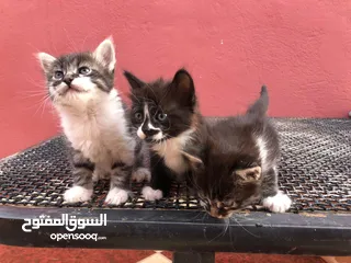  3 تبني قطط أمهم من نوع سيامي