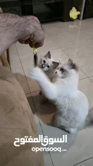  16 قطه هملايا انثى للبيع عمر ثلاث شهور  أكثير لعوبه حنونه مسليه نظيف جدا متعوده على البوكس مدربه