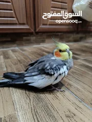  3 كوكتيل جوز ذكر وأنثى عمر 9 شهور