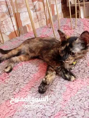  4 قطتين شيرازي للتبني مع حمامهن العمر 3شهور