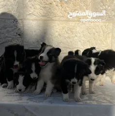  3 Border collie لاول مرة في الاردن