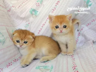  8 سكوتش فولد وسكوتش ستريت جولدن للبيع