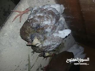  12 4 جواز شغاله  وفحل مكفوله للبيع دون الفراخ 35 دينار كوم